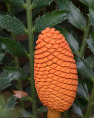 Encephalartos ferox