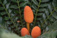 Encephalartos ferox