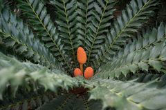 Encephalartos ferox