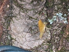 Stenacron interpunctatum