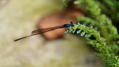 Prodasineura collaris