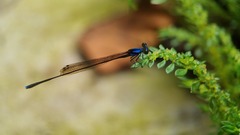 Prodasineura collaris