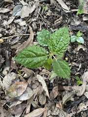 Dendrocnide photiniiphylla