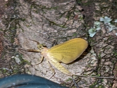 Stenacron interpunctatum