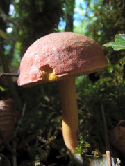 Xerocomellus armeniacus