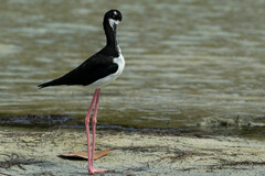 Himantopus mexicanus knudseni