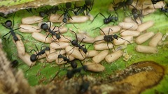 Polyrhachis abdominalis