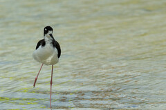 Himantopus mexicanus knudseni