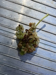 Dendrocnide photiniiphylla