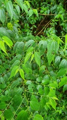 Trema cannabina