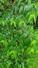 Trema cannabina
