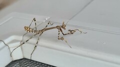 Empusa pennata