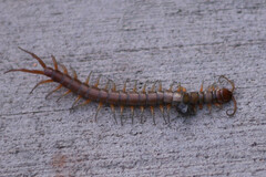 Scolopendra subspinipes