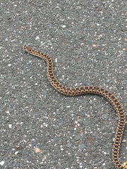 Pituophis catenifer catenifer