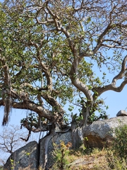 Ficus abutilifolia