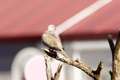 Streptopelia decaocto