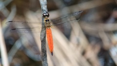 Orchithemis pulcherrima