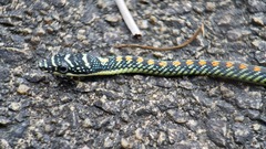 Chrysopelea paradisi