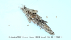 Acanthopsyche nigraplaga