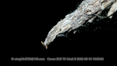 Acanthopsyche nigraplaga