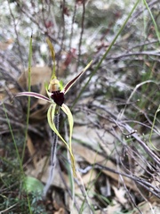 Caladenia parva