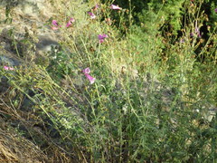Penstemon richardsonii