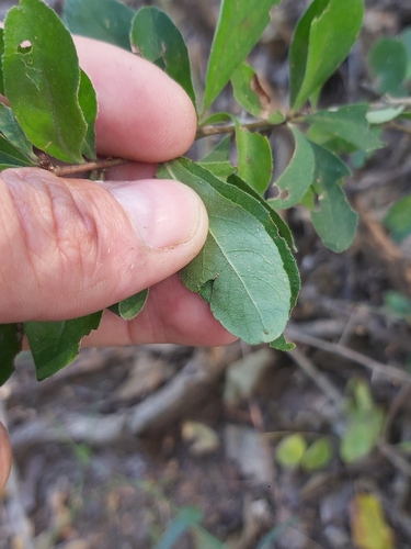 Gymnosporia putterlickioides subsp. putterlickioides image