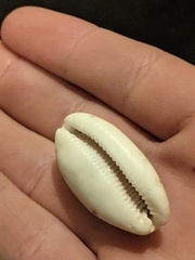 Talostolida pellucens