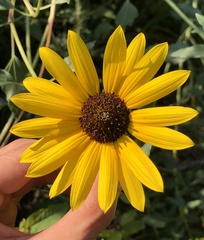 Helianthus