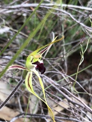 Caladenia parva