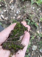 Hyophila involuta
