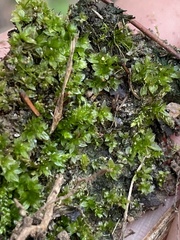 Hyophila involuta