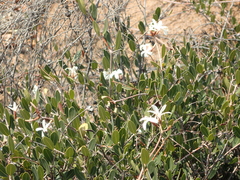 Ancylobothrys capensis