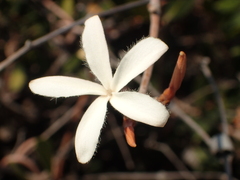 Ancylobothrys capensis