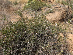 Ancylobothrys capensis