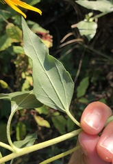 Helianthus