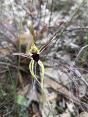 Caladenia parva
