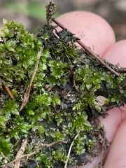 Hyophila involuta