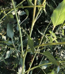 Helianthus