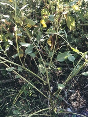 Helianthus