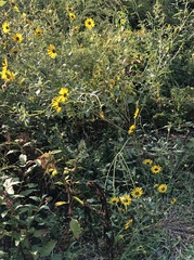 Helianthus