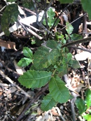 Alectryon tomentosus