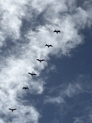 Threskiornis