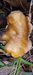 Hydnum repandum