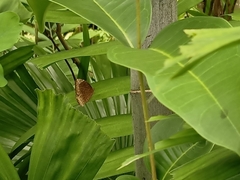 Elymnias hypermnestra