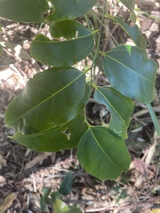 Celtis paniculata