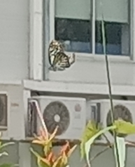 Papilio clytia