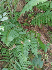 Polystichum aculeatum