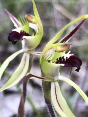 Caladenia parva
