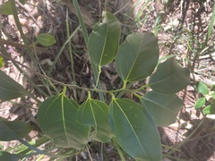 Celtis paniculata